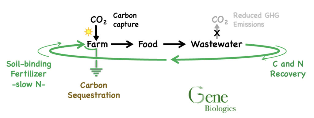 A regenerative nitrogen/carbon shuttle that automatically sequesters carbon.